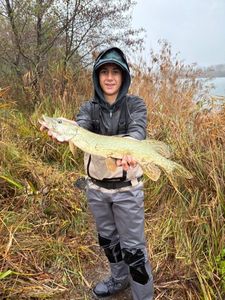Northern Pike