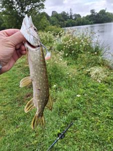 Northern Pike