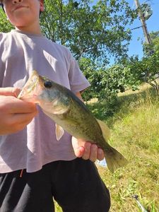 Largemouth Bass