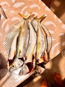 Greenback Horse Mackerel