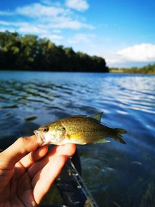 Smallmouth Bass