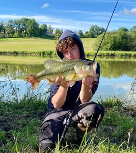 Largemouth Bass