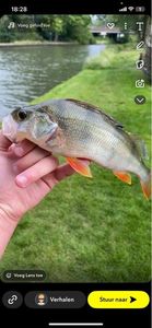 European Perch