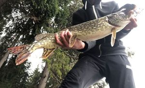 Northern Pike