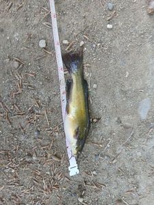 Black Bullhead