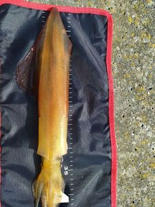 European Squid