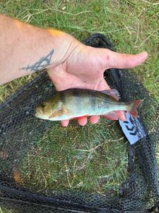 European Perch
