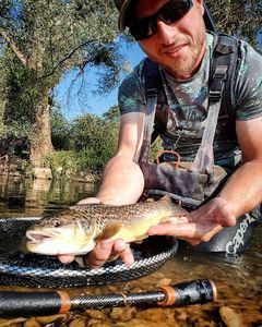 Brown Trout