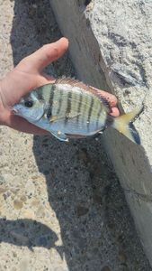 Common Two-banded Seabream