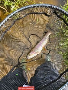 Cutthroat Trout