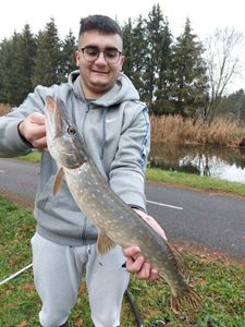 Northern Pike