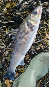 European Bass (Seabass)