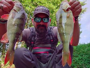 European Perch