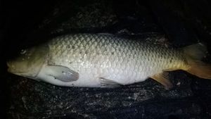 Common Carp