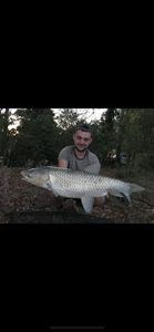Grass Carp