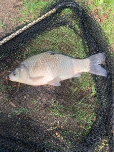Crucian Carp