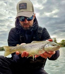 Brown Trout