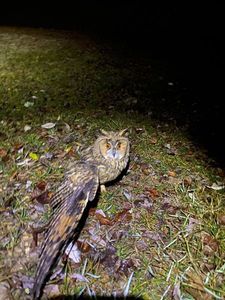Grand duc 