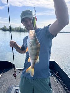 European Perch
