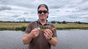 European Perch