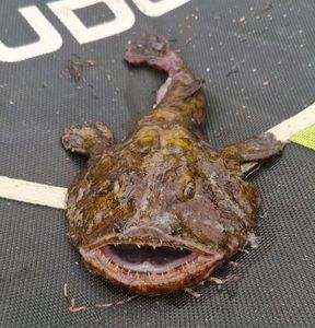 Angler Fish