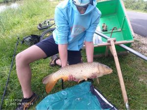 Common Carp