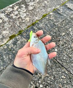 Common Bream