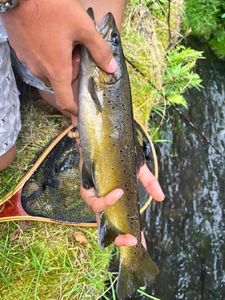 Brown Trout