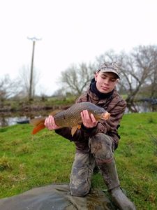 Common Carp