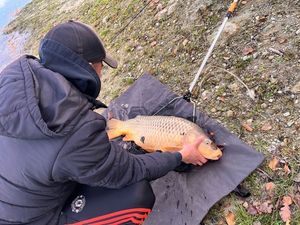 Common Carp