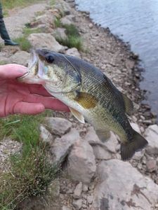 Largemouth Bass