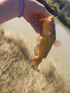 Black Bullhead