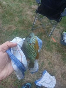 Green Sunfish