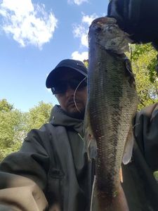 Largemouth Bass