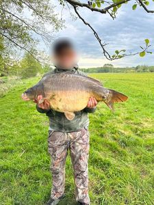 Mirror Carp