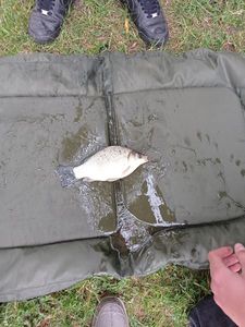 Crucian Carp