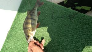 European Perch