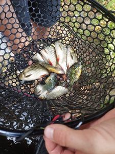 Green Sunfish