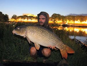 Common Carp