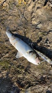 European Bass (Seabass)