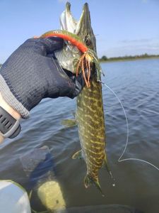 Northern Pike