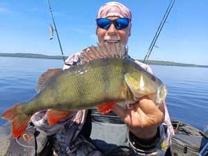 European Perch