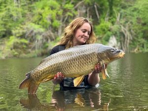 Common Carp