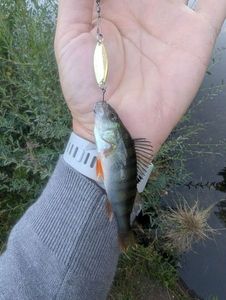 European Perch