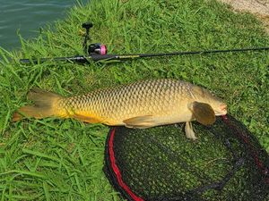 Common Carp