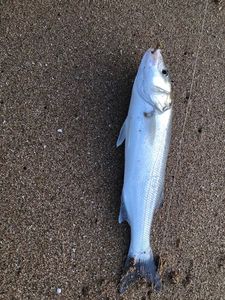 European Bass (Seabass)
