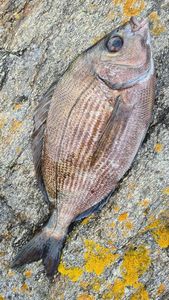 Black Seabream