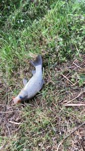 Crucian Carp