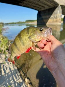 European Perch