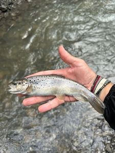 Brown Trout